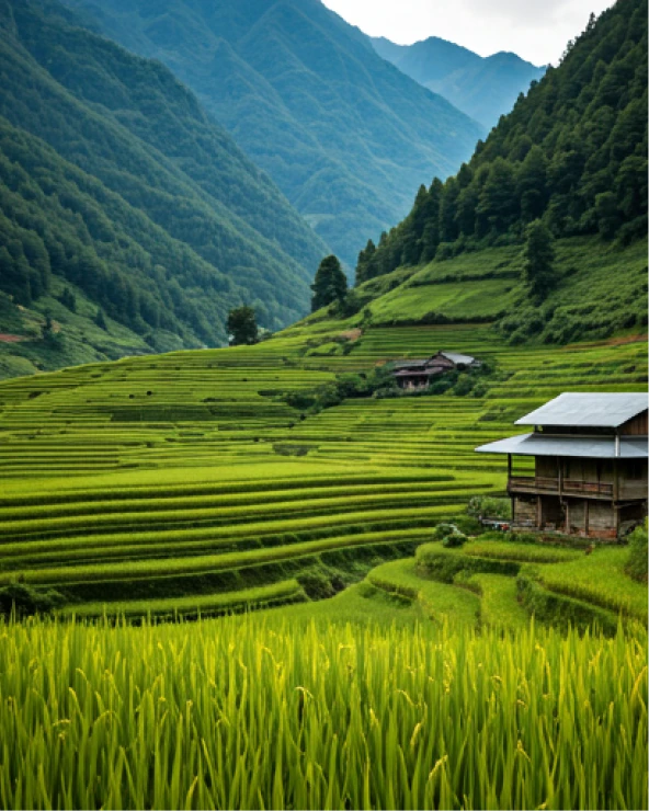 Ruộng bậc thang Sapa
